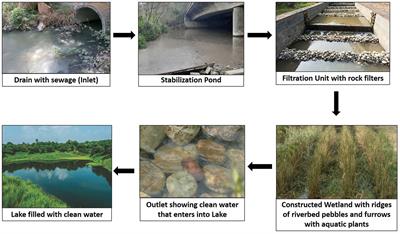 Microbial community diversity of an integrated constructed wetland used for treatment of sewage